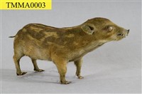 Formosan Wild Boar Collection Image, Figure 9, Total 19 Figures